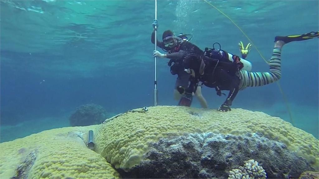 珊瑚礁白化日益嚴重！　澳洲大堡礁海水達400年來最高溫