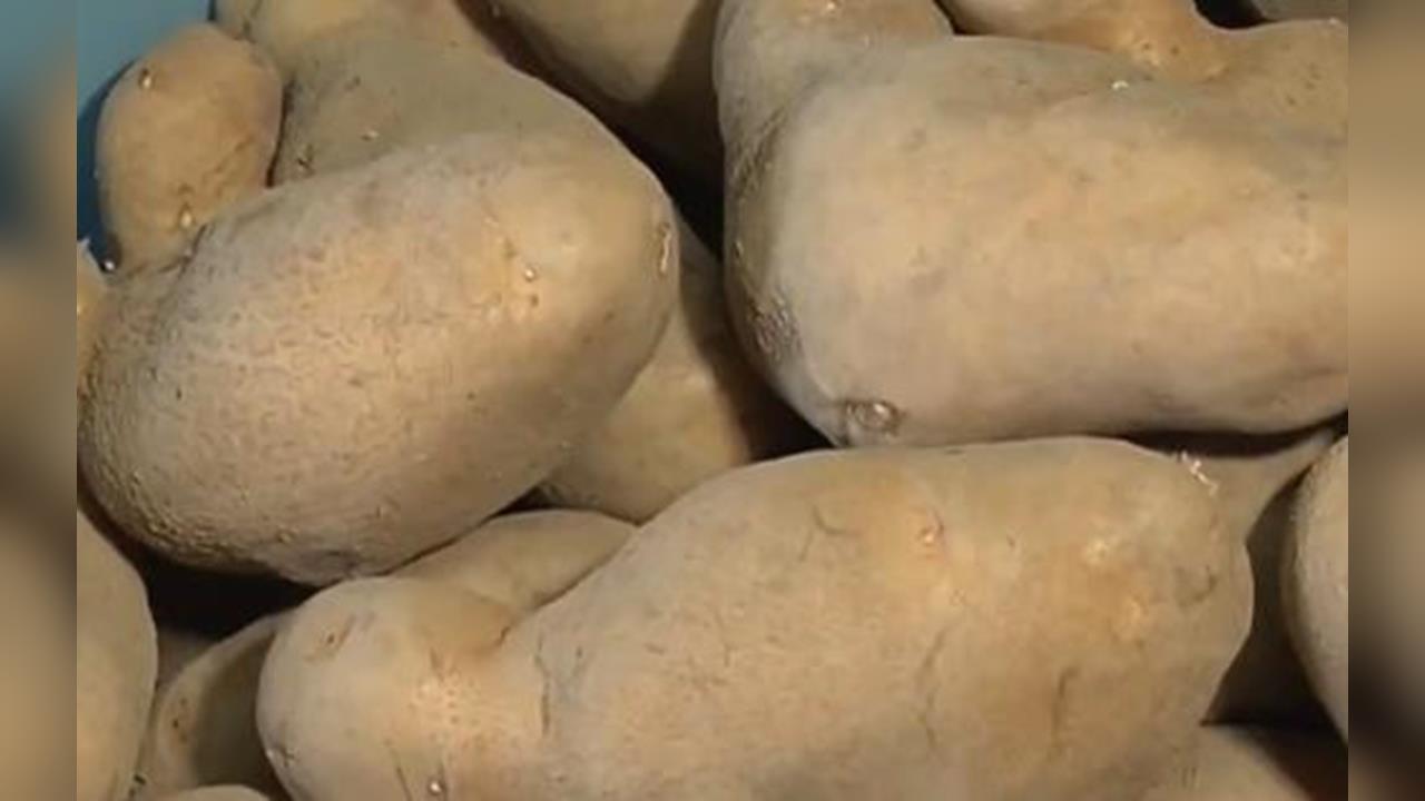 快新聞／「發芽馬鈴薯」流竄市場？農業部親上火線駁斥：不合格一律銷毀！