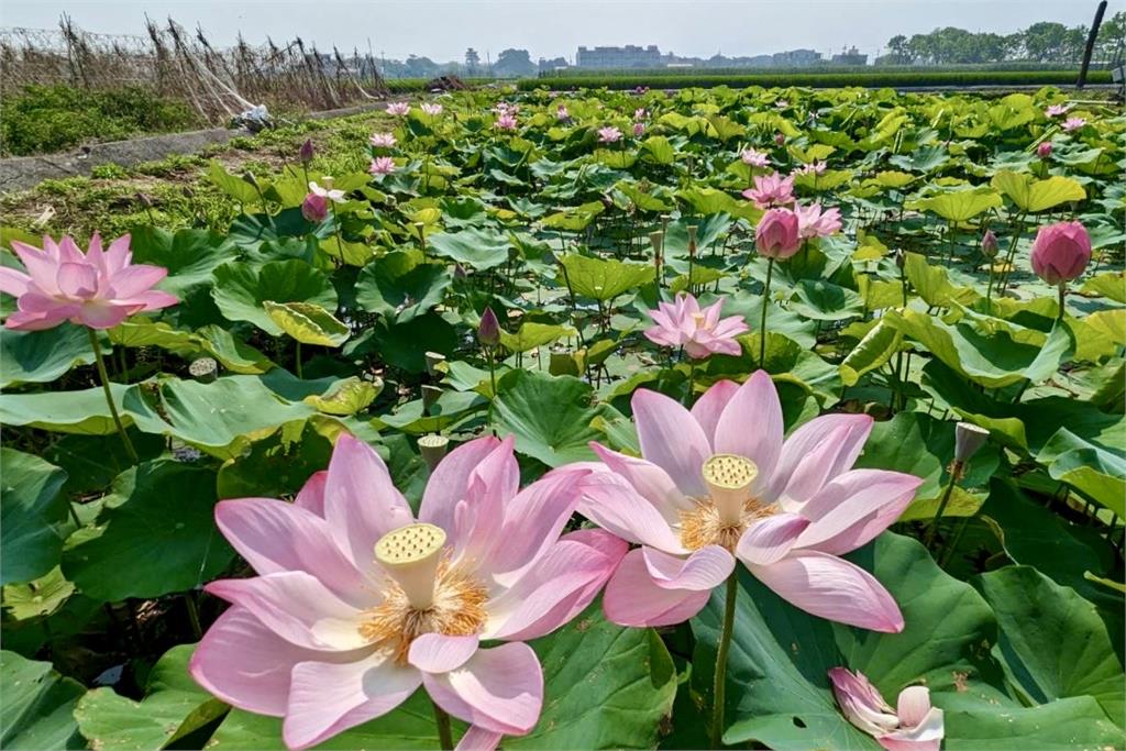 快新聞/白河蓮花季登場 黃偉哲力推白河周邊輕旅行