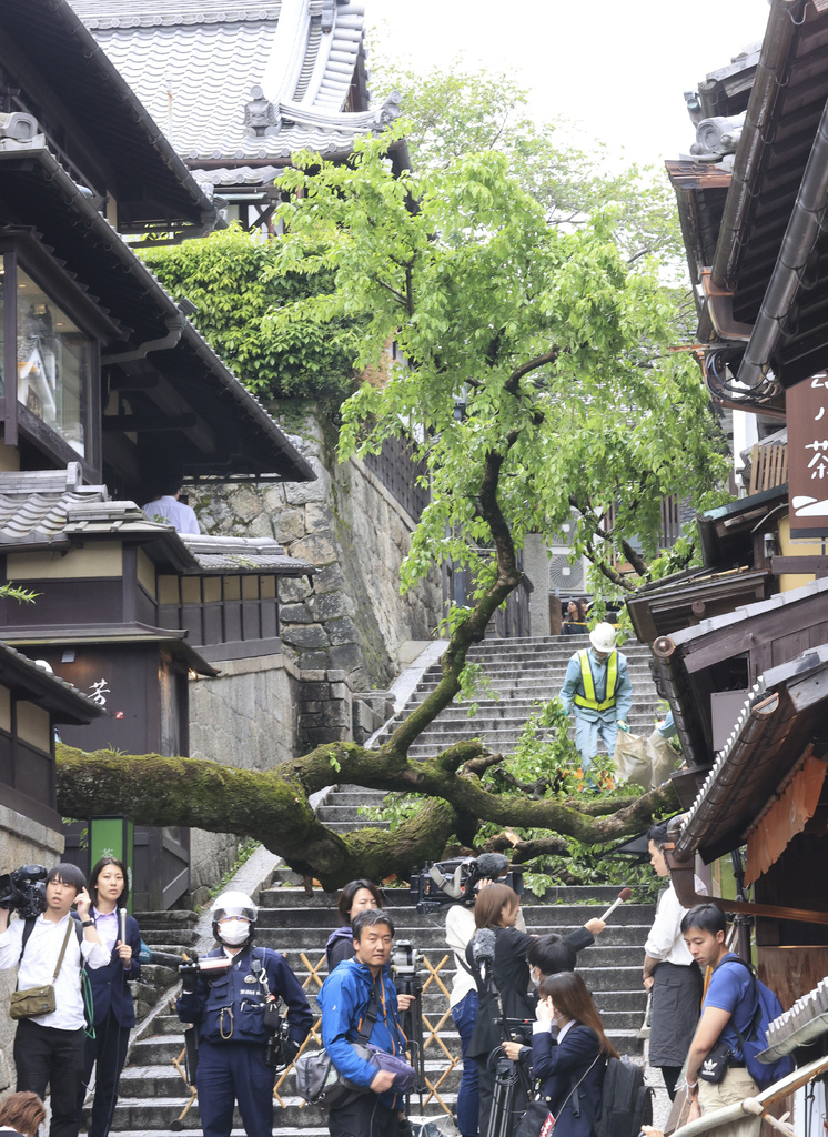 清水寺附近產寧坂　百年櫻花樹傾倒壓傷路人　獲救無大礙