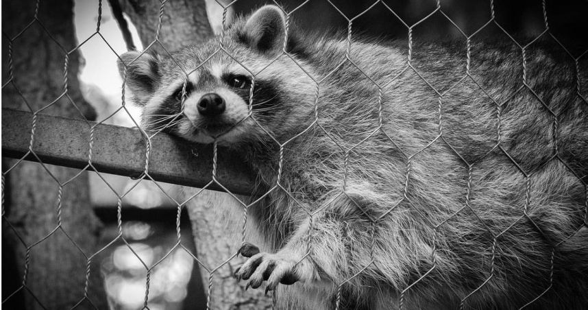 養這些動物恐違法！農業部公告641種禁養名單　浣熊、河口鱷上榜