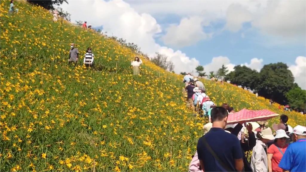 金針花之亂又上演！　步道人擠到爆口角、花海遭遊客踩爛