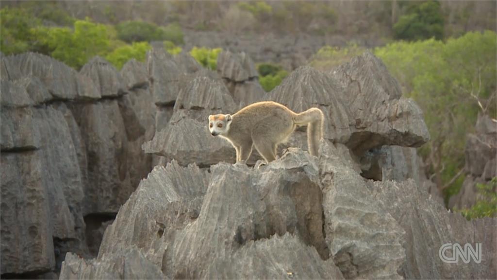 全球／馬達加斯加「世遺雨林」 特有種狐猴瀕臨絕種