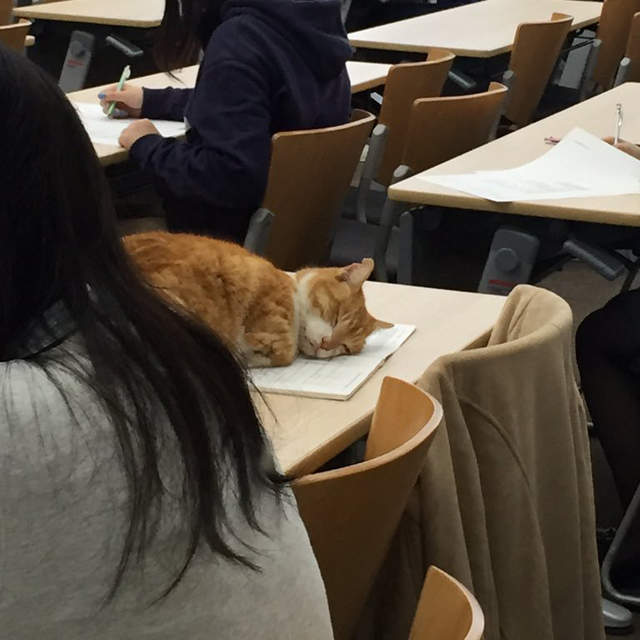 日本大學人氣校貓《PON太》自由穿梭校園裡的可愛模樣引發瘋傳❤