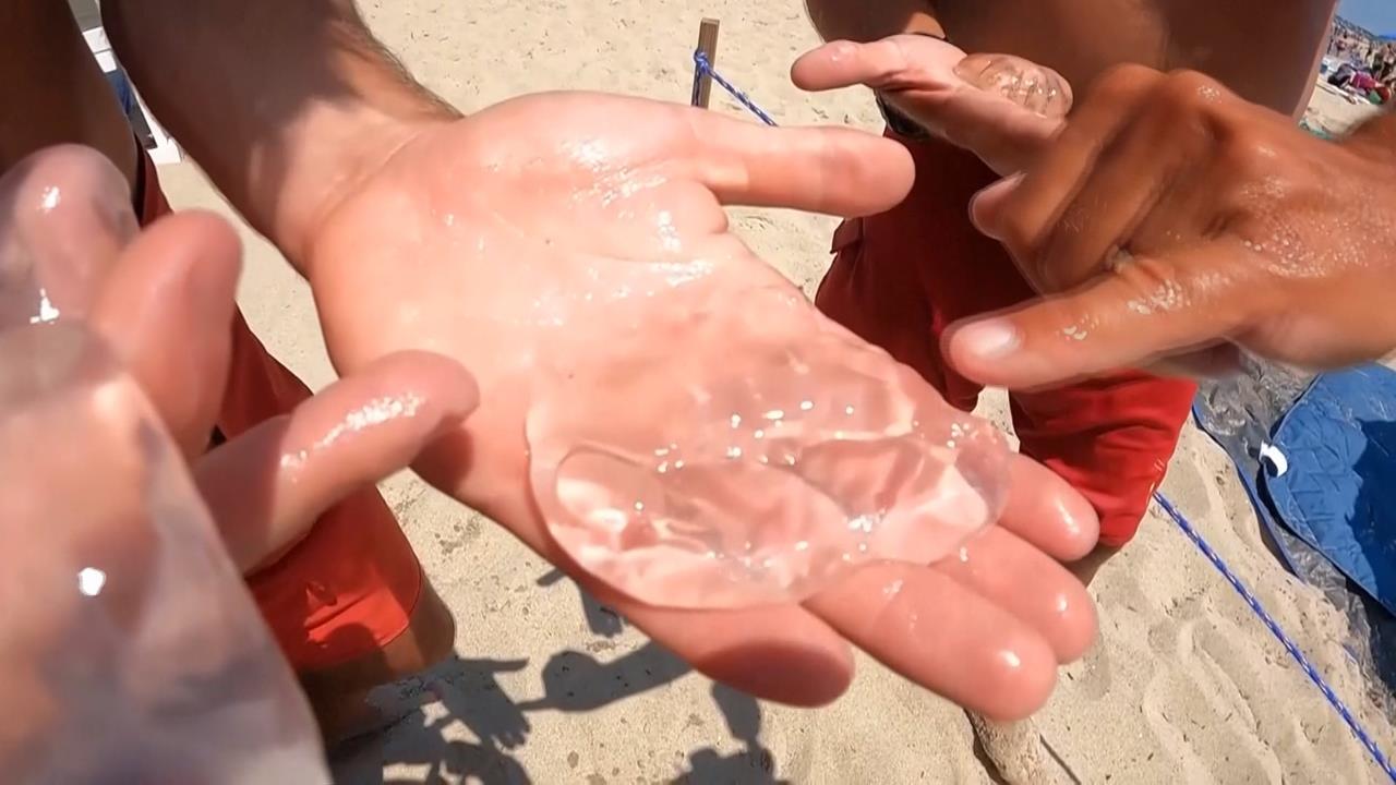 水母無大腦也具備睡眠行為　學者：如人類每天睡眠8小時