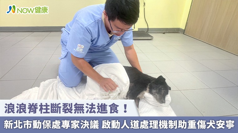 浪浪脊柱斷裂無法進食!新北市動保處專家決議 啟動人道處理機制助重傷犬安寧