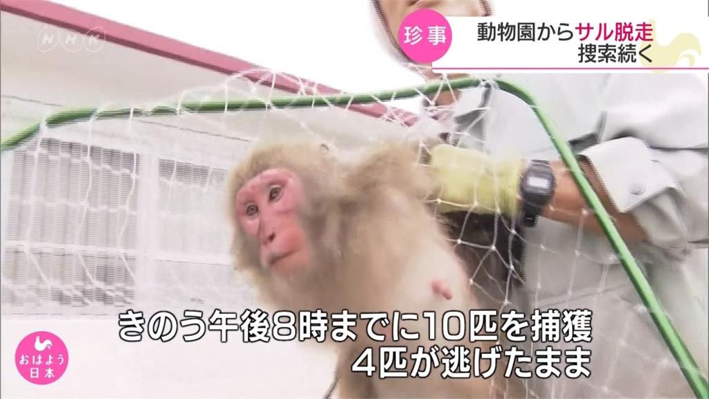 沖繩14隻猴子集體逃跑才剛抓回！京都明星猴「彌和」也跑了