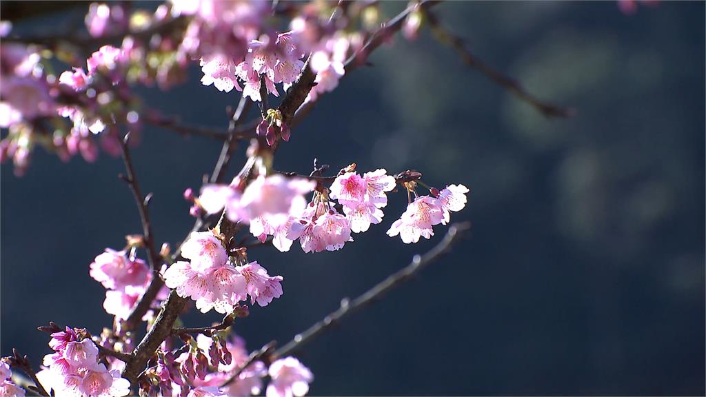 超夢幻！三峽賞櫻秘境曝光　四千棵櫻花綻放美景搶先看