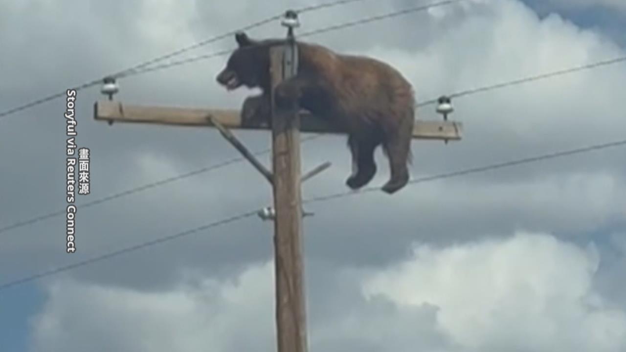 驚！美國黑熊受困電桿頂端　獲救前不幸觸電亡