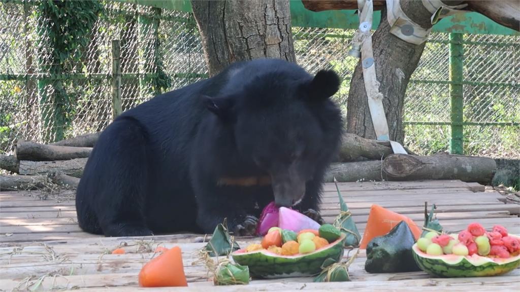 萌翻！台灣黑熊搶先過端午節 應景吃冰粽