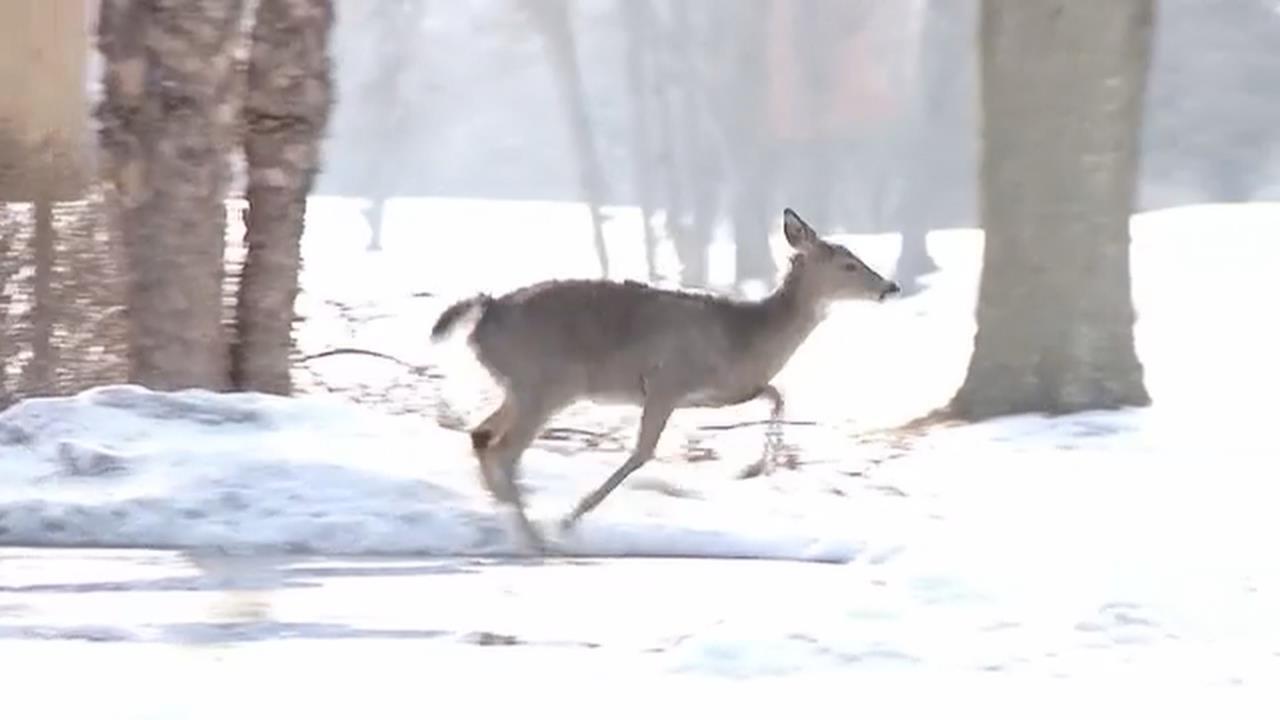 美國威州住宅遭闖空門！  凶手一隻迷途野鹿