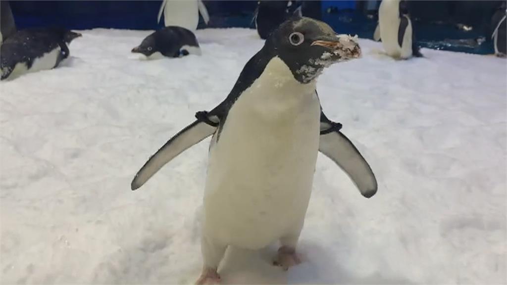海生館標售36隻非保育類企鵝　民眾嘆：同業才能買