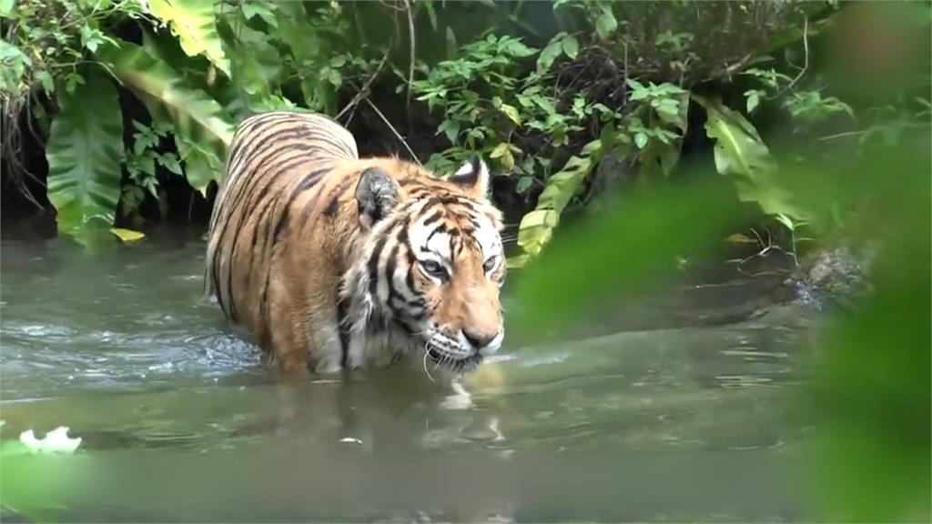 炎夏動物消消暑　台北市立動物園特製「夏日限定冰棒」