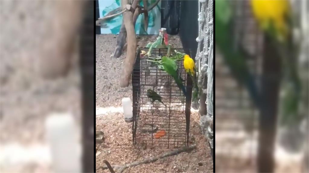 鸚鵡與綠鬣蜥同籠　台灣鳥類救援協會反彈