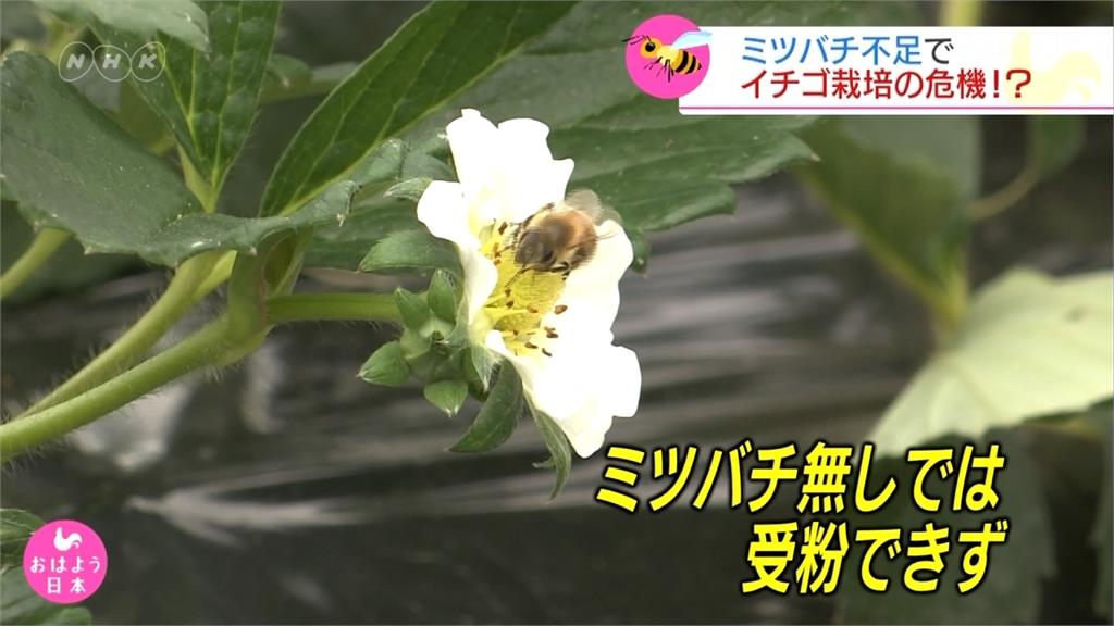 蜜蜂數量銳減 日本養蜂業改用「食蚜蠅」代班