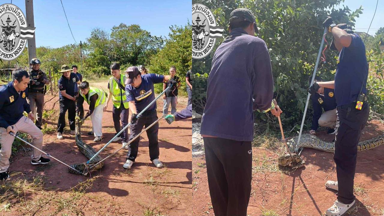 3米蟒蛇「挺巨肚」爬太慢遭捕!野放過程突「吐出四腳獸」驚悚畫面曝光