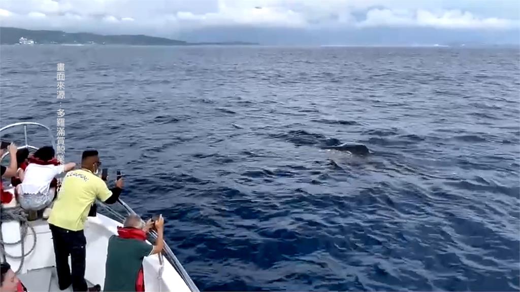 超Q！台東鯨鯊靠近漁船　撒嬌討摸摸釣客融化了