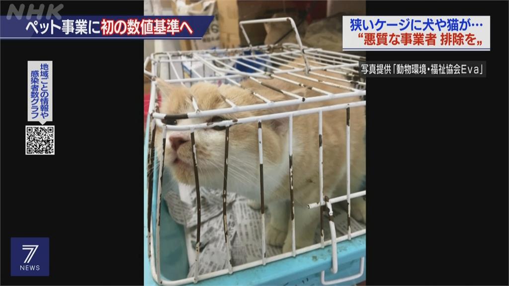 日本新制規範「毛孩產業」 寵物店嘆乾脆關門