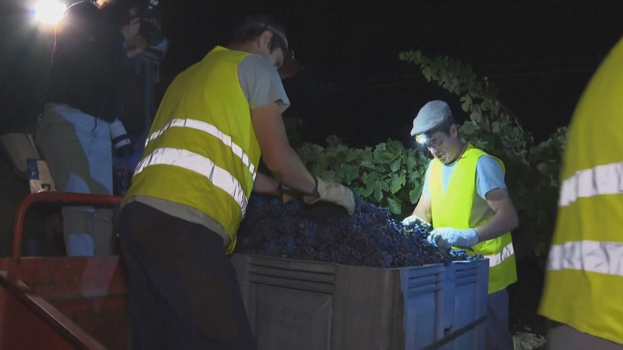 全球暖化影響葡萄酒採收　葡萄牙酒莊改夜間收成