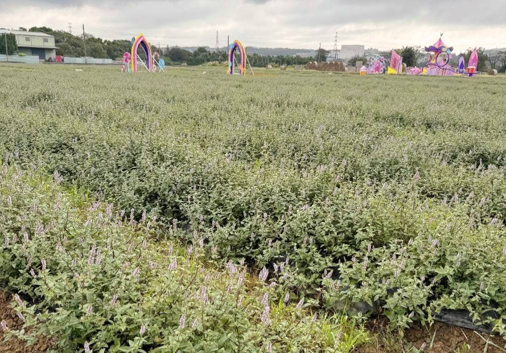 桃園仙草嘉年華11/23起盛大舉行　浪漫花田變身童趣遊樂園