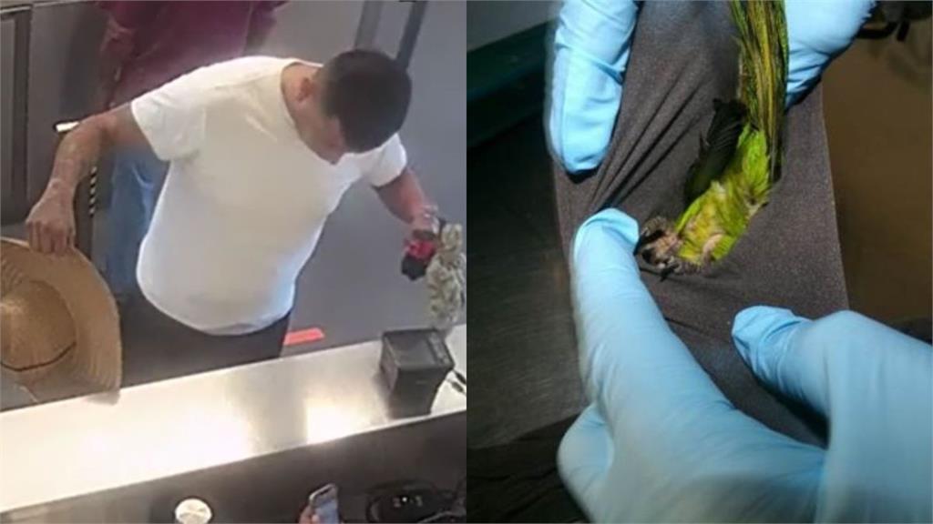 褲襠激凸惹疑！美男闖海關遭攔　內褲竟塞2昏迷鸚鵡