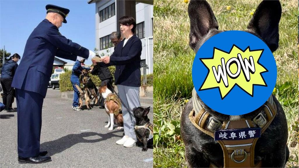1歲的Oreo高難度考試一次過！成首隻法鬥警犬「超嚴肅表情」笑翻全網