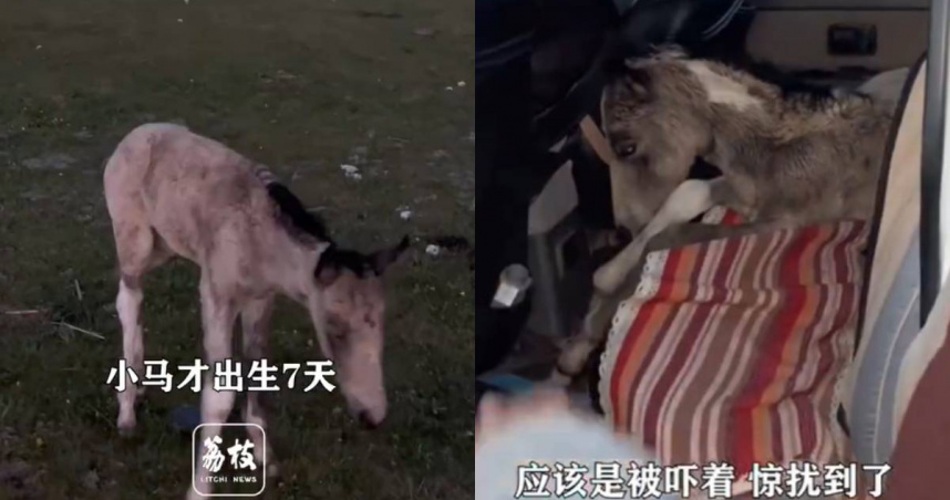 出生才7天！新疆小馬遭遊客無人機追逐　受驚狂奔「炸肺死亡」