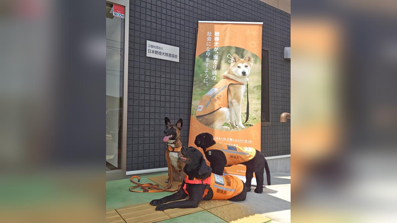 電鈴、鬧鐘樣樣都行！　導「聾」犬助聽障者克服生活困難
