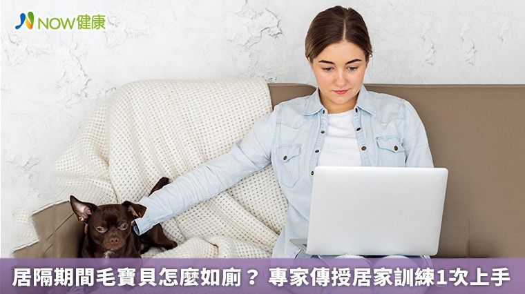 居隔期間毛寶貝怎麼如廁? 專家傳授居家訓練1次上手