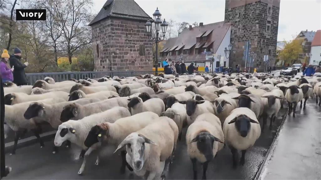 德國年度放牧活動　700隻羊咩咩走上街