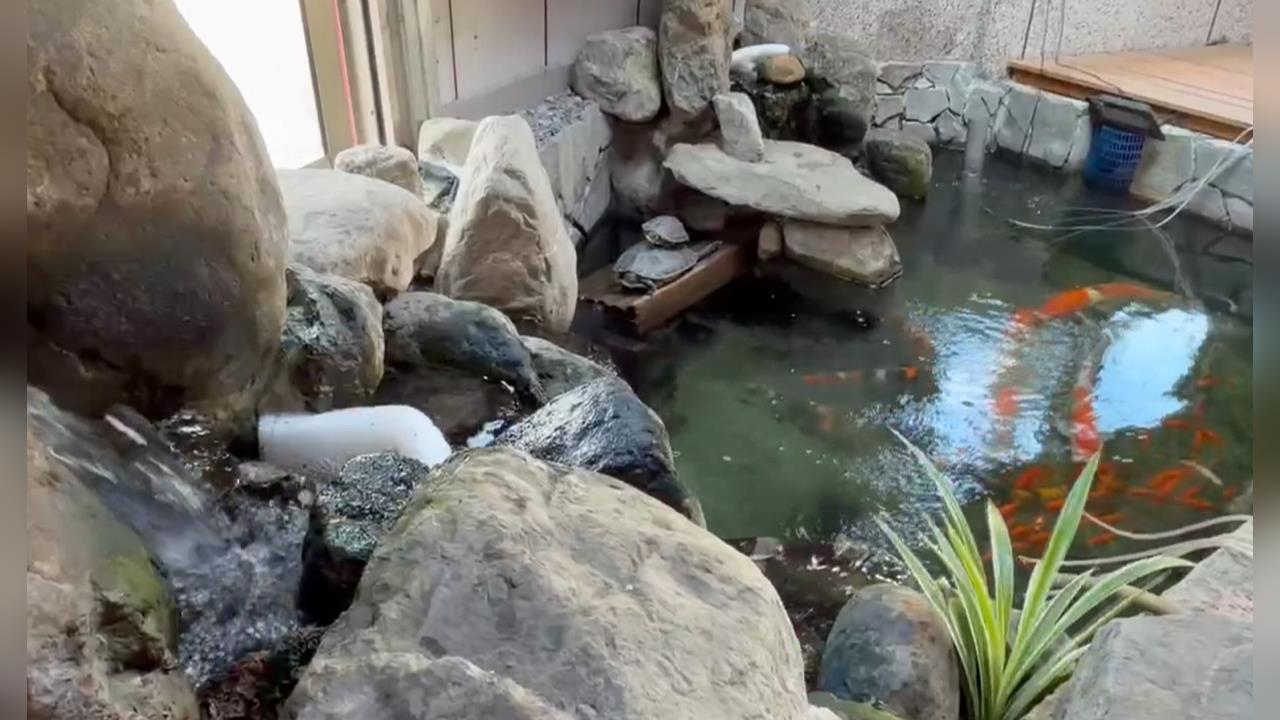 台中金髮男稱心情不好　拿含水晶寶寶芳香劑　倒入錦鯉魚池