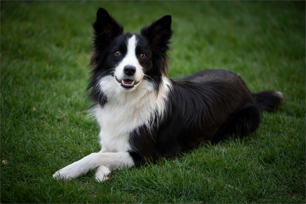 婦人遛狗未繫繩　牧羊犬突爆衝咬傷正妹右手掌