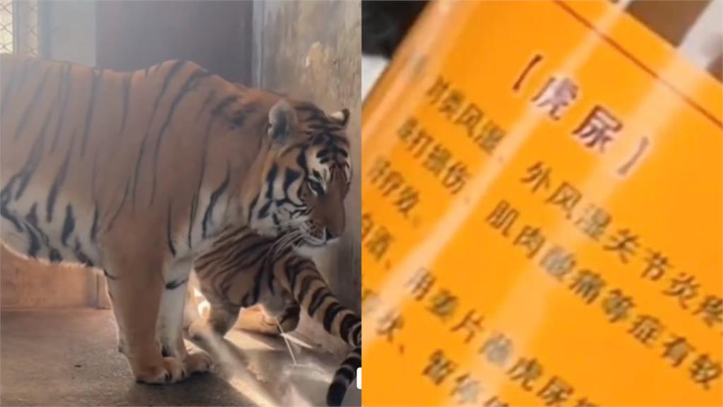 中國動物園被爆賣「虎尿」惹爭議　瞎稱內服外用有「這療效」遭轟！