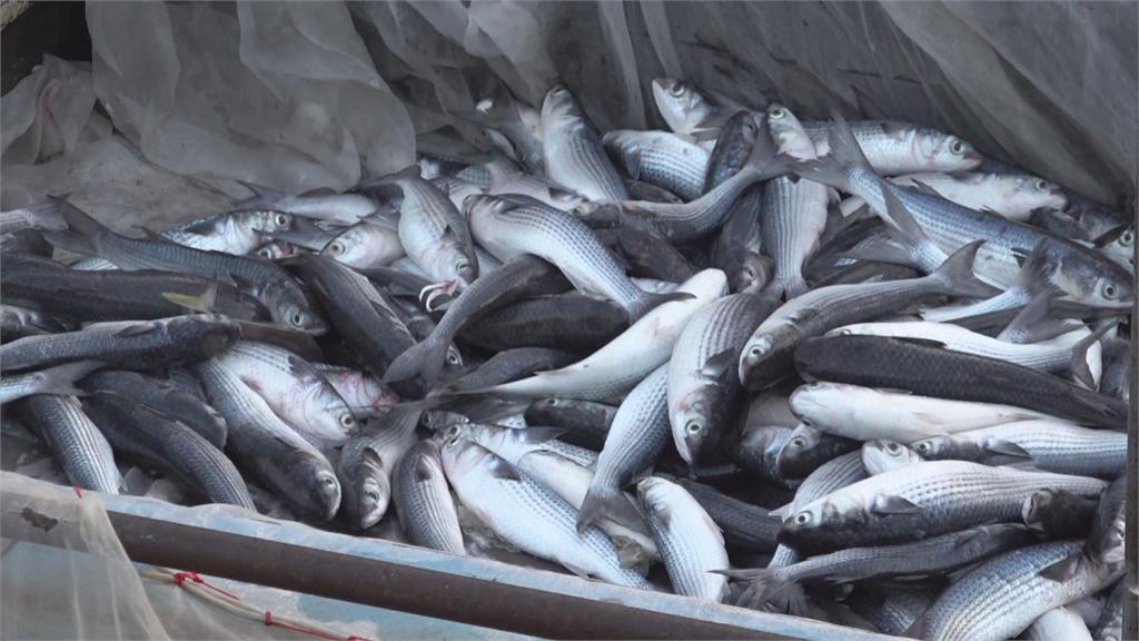 大發「黑金」財！　船長捕獲9千多尾烏魚獲利400萬