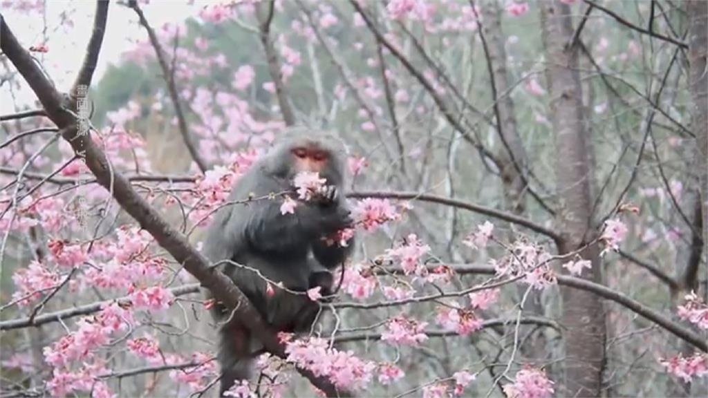 獼猴狂吃櫻花 阿里山大島櫻慘遭毒手