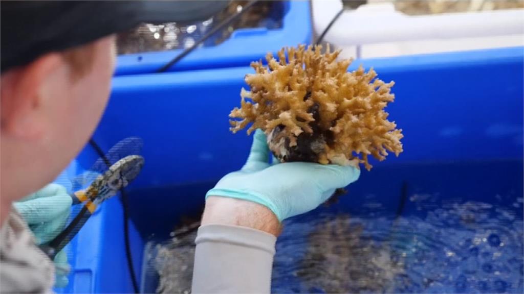 「珊瑚救珊瑚」移植任務 搶救大堡礁海底生態