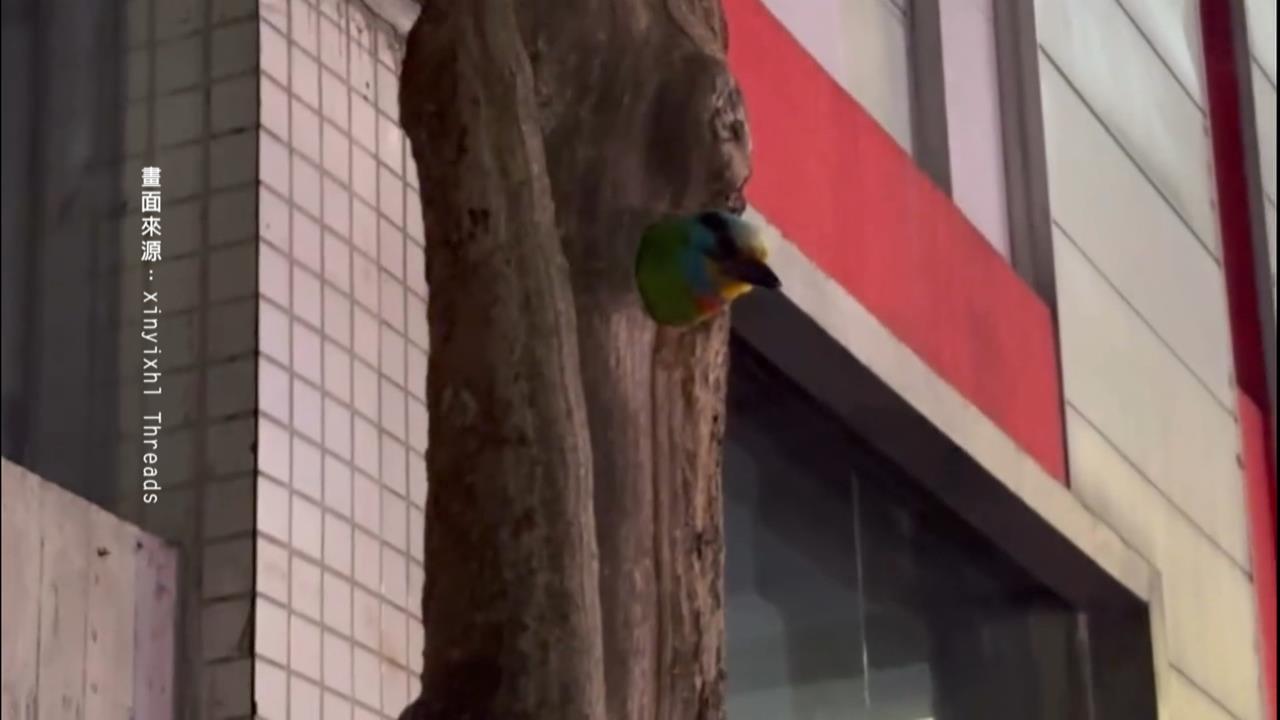 台北信義區酒吧街"五色鳥築巢" 網笑:會不會吵到搬家