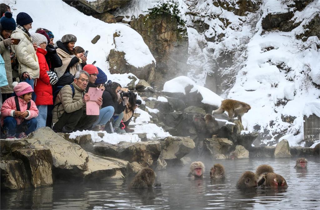 日本雪猴泡湯夯到爆　園方8月推出線上售票、每日或限流2000人