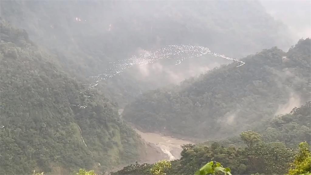 空中見「白色鳥河」　古坑樟湖村黃頭鷺南遷　提早報到