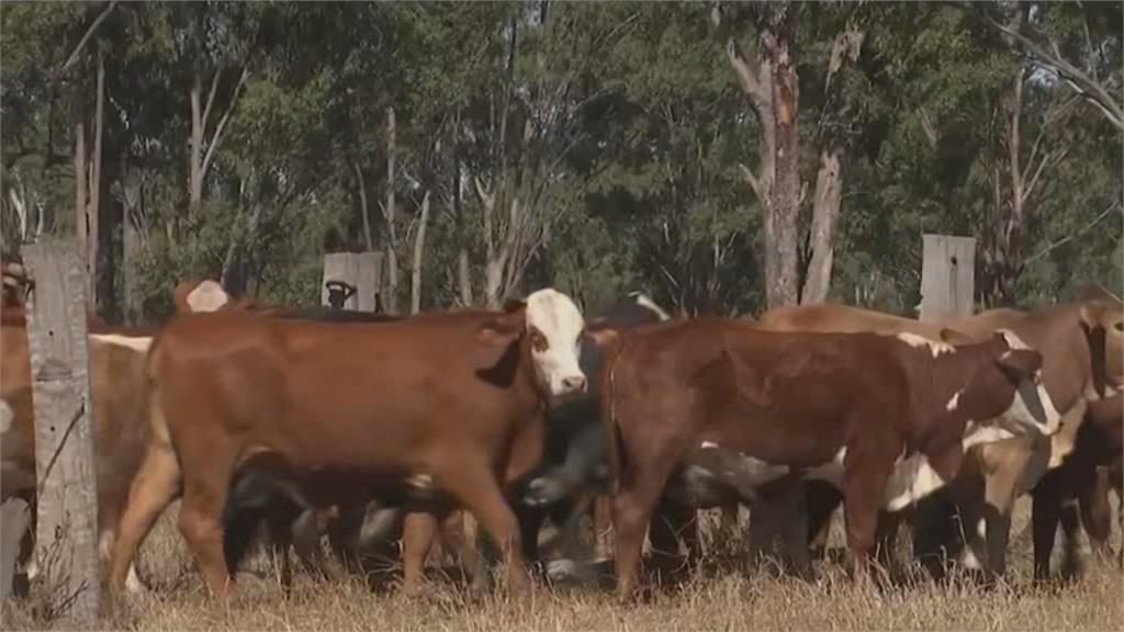 澳洲畜牧業新招 空拍機牧牛省時省力