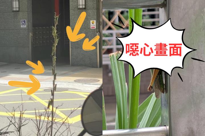 新北驚見「蚱蜢大軍」入侵捷運、公車！「密集畫面曝光」農業局說話了