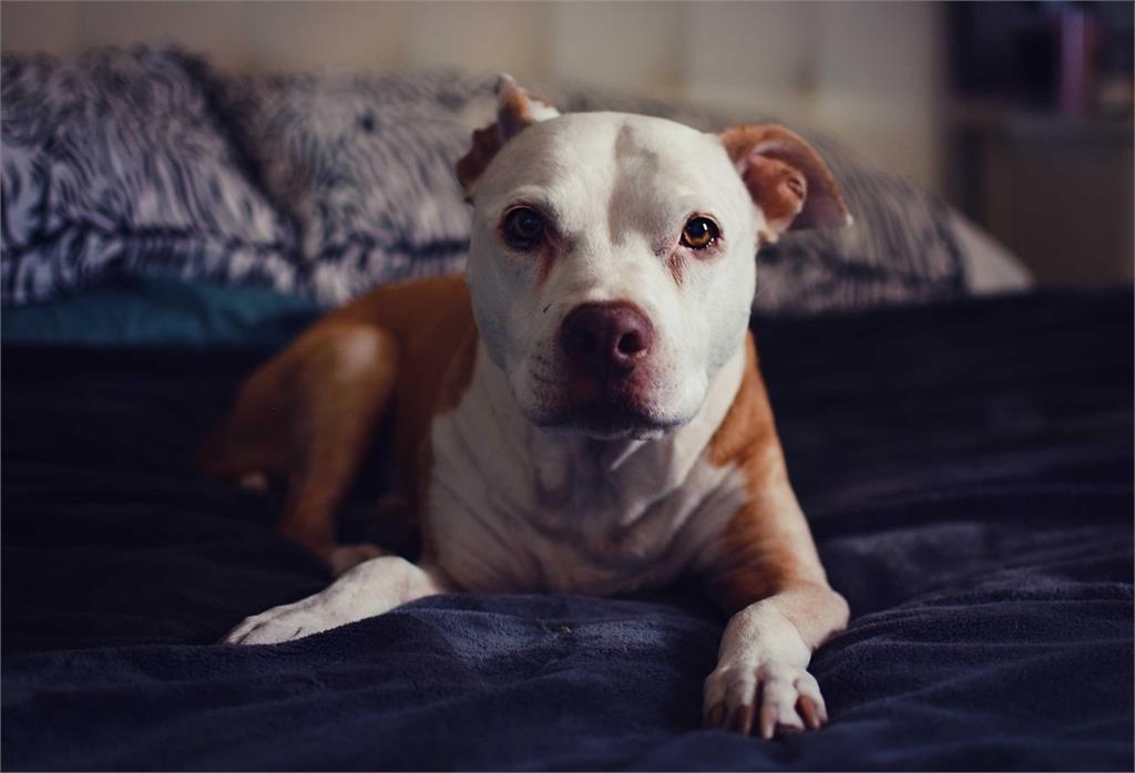小心惡犬！比特犬傷人致死案頻傳　泰國準備立法管控危險犬隻