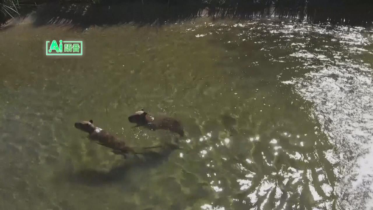 舊金山動物園睽違8年再迎來水豚！　可愛模樣吸引遊客爭相拍照