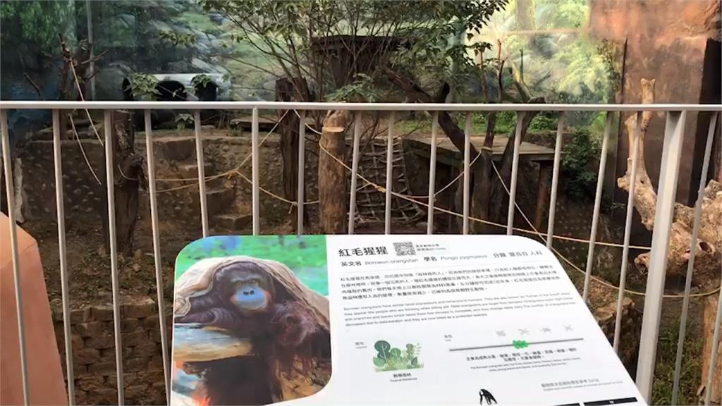 難過！新竹動物園30歲紅毛猩猩 睡夢中重摔不治身亡