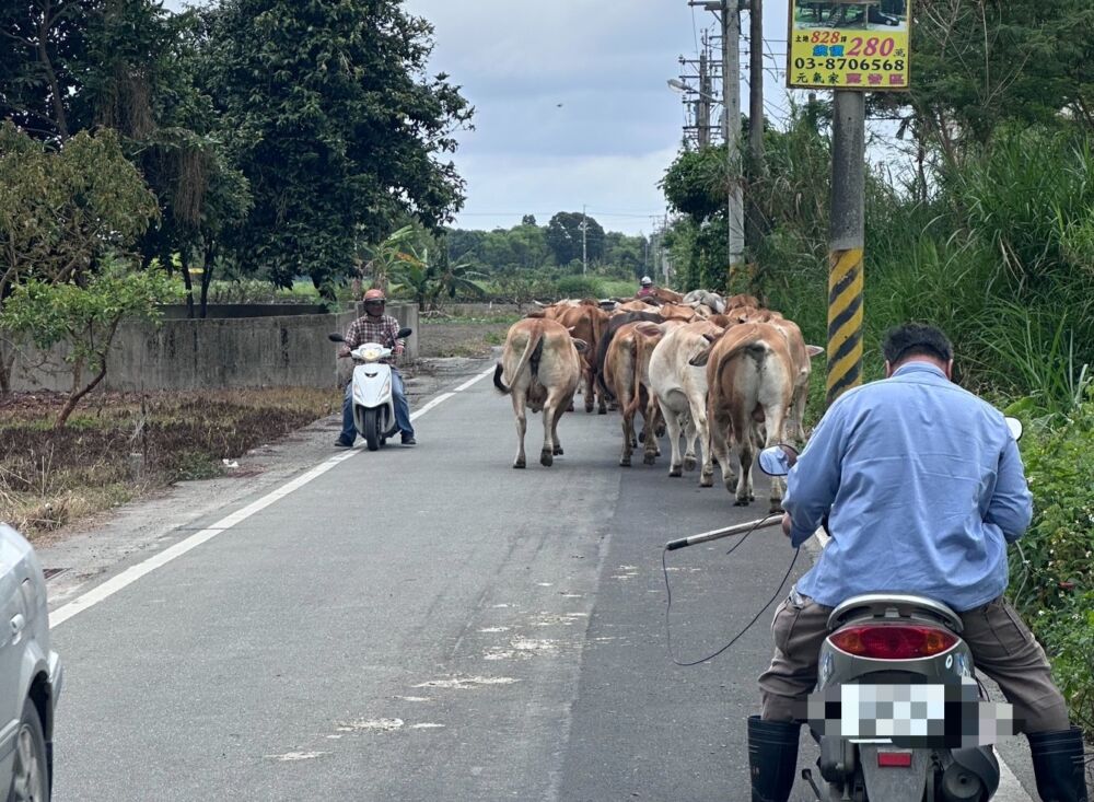 壽豐鄉放牧牛隻逸散引民怨　花蓮農業處會勘強化輔導避免再發生