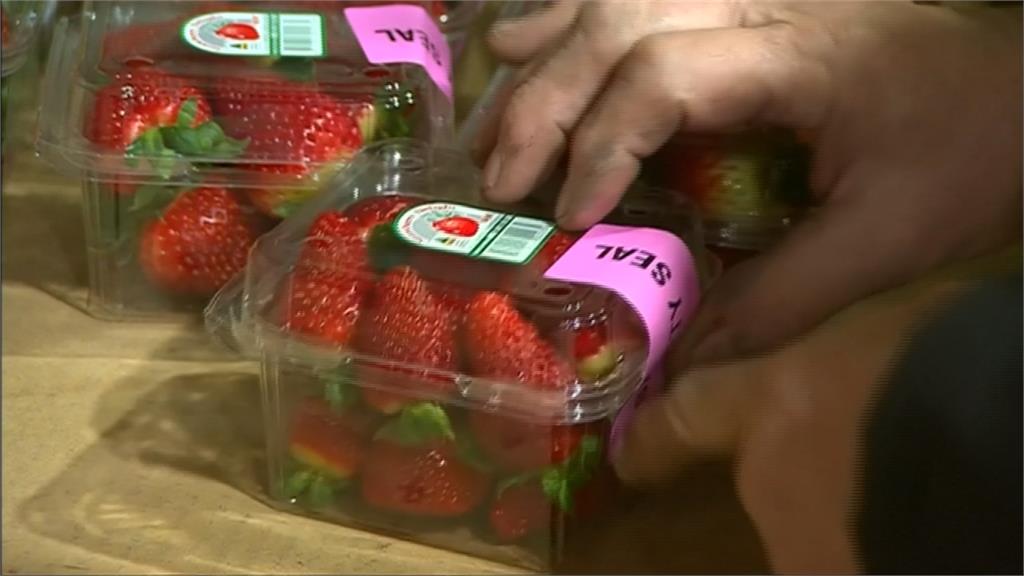 澳洲千面人落網 疑草莓農場前主管挾怨報復