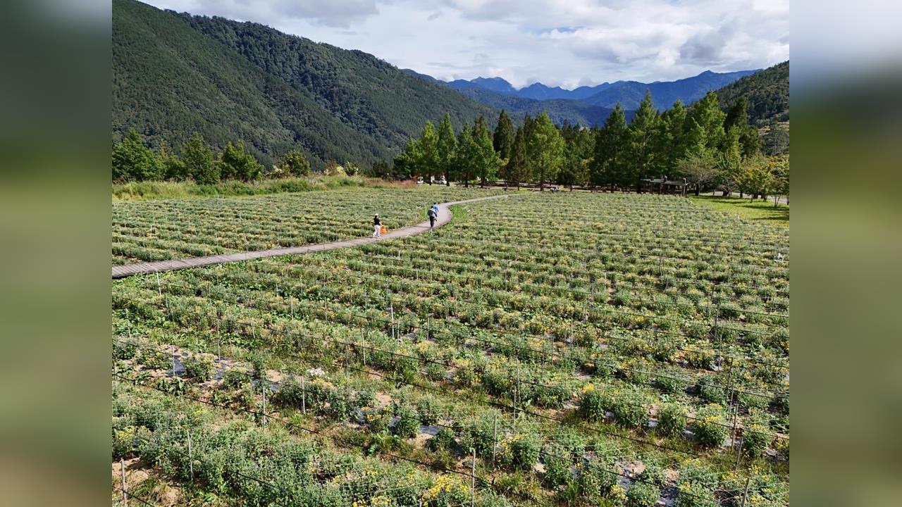 快新聞／颱風樺加沙逼近！武陵農場宣布休園　旅客暫勿上山