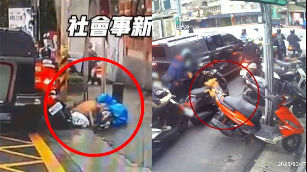 比特犬11天內2度跳窗傷人　「比特犬沒入」共罰20萬