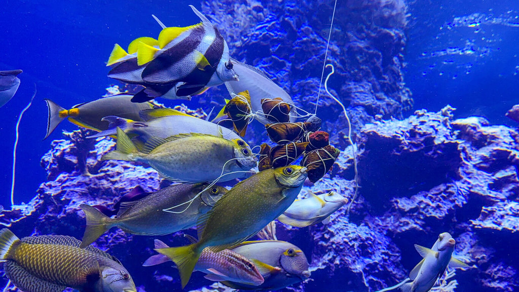 端午亮點　海生館限定餵食秀與鳳頭海鸚鵡見面會