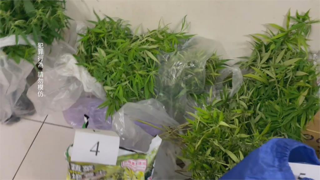 一樓租給娃機店躲查緝 二.三樓栽種大麻販售